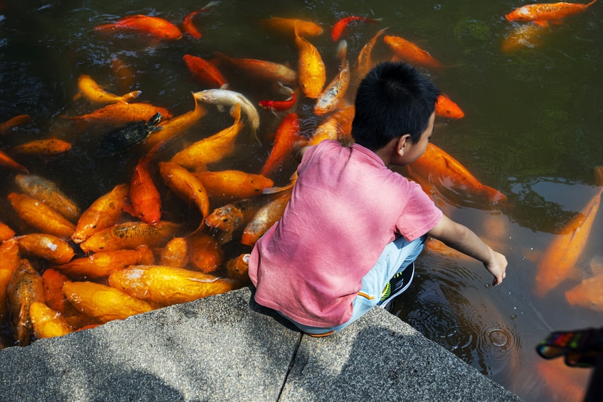 menino asiatico agachado com as maos tentando tocar um lago com carpas alaranjadas